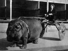 Цирков хипопотам, дърпащ количка, 1924 г.