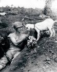 Войник споделя банан с коза по време на битката за Сайпан. Ок. 1944 г.