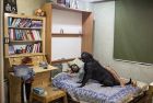 Кучетата в Иран се считат за нечисти и рядко са домашни любимци, още по-малко върху леглото