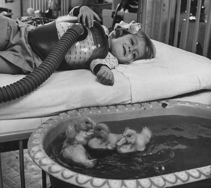 Животни, използвани като част от медицинска терапия, 1956 г.
