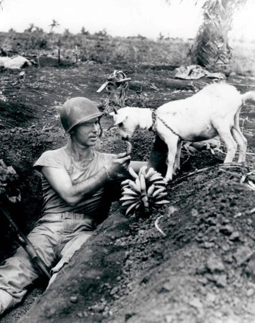 Войник споделя банан с коза по време на битката за Сайпан. Ок. 1944 г.